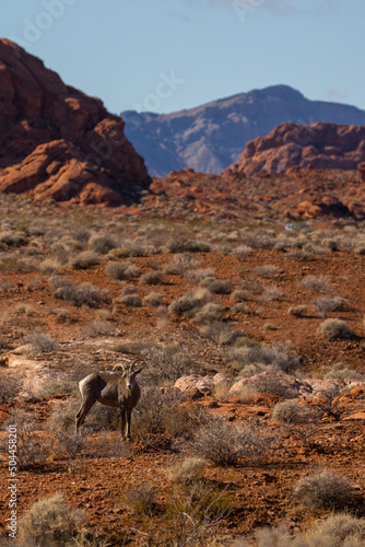 Photography Goat in valley of fire