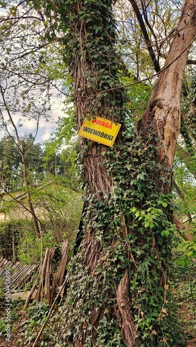 Drzewo znak ostrzeżenie wiewiórki  photo