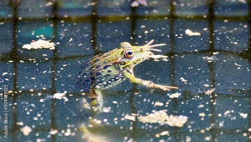 Fotografija frog in the water
