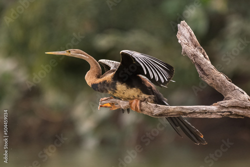 African darter - Anhinga rufa - sitting on perch in dark green background. Photo from Mansa Konko Province in the Gambia.

