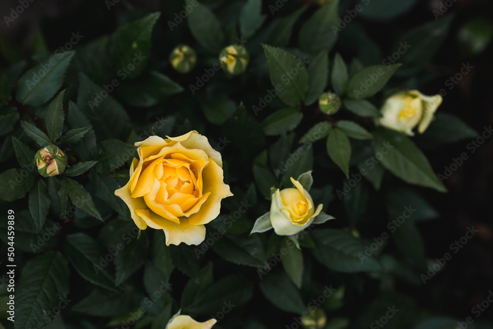 Spring garden. Close-up of roses. Yellow buds on a green background of foliage. A copy of the space for the text. Spring garden. Close-up of roses. Yellow buds on a green background of foliage. A copy of the space for the text.
