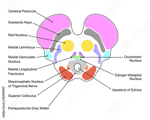 Scientific Designing of Midbrain Anatomy. Axial Section at The Level of The Superior Colliculus. Colorful Symbols. Vector Illustration.