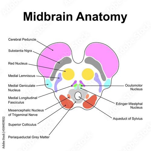 Scientific Designing of Midbrain Anatomy. Axial Section at The Level of The Superior Colliculus. Colorful Symbols. Vector Illustration. photo