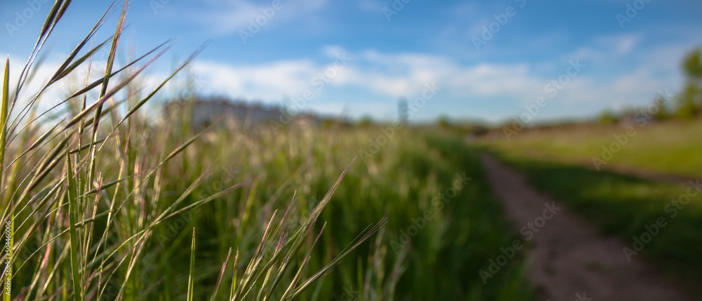 grass along the road background