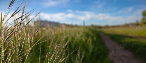 grass along the road background