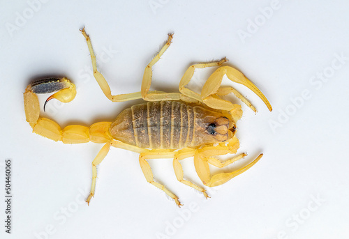 deathstalker (Leiurus quinquestriatus) is a species of scorpion