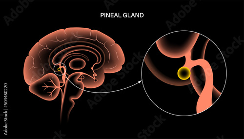 Pineal gland anatomy