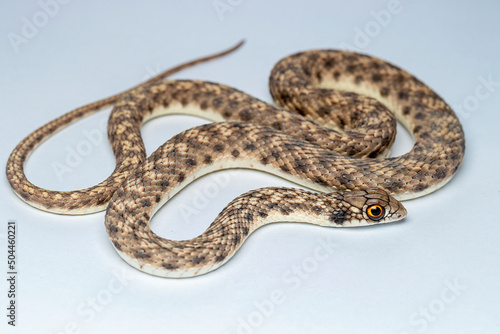 false cobra (Malpolon moilensis), or hooded malpolon, is an opisthoglyphous snake
