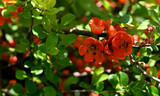 Japanese quince blooms in spring in the park. Scarlet quince flowers on a background of green leaves