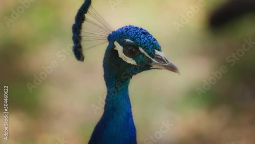 Beautiful peacock against the natural green background. Slow motion. 