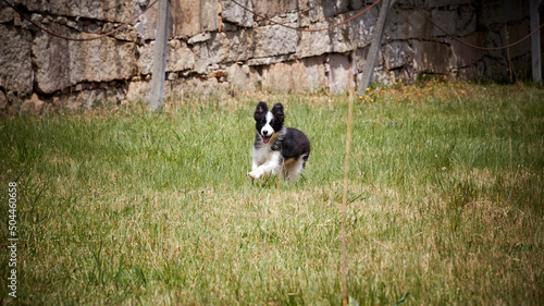 border collie puppy and poddle