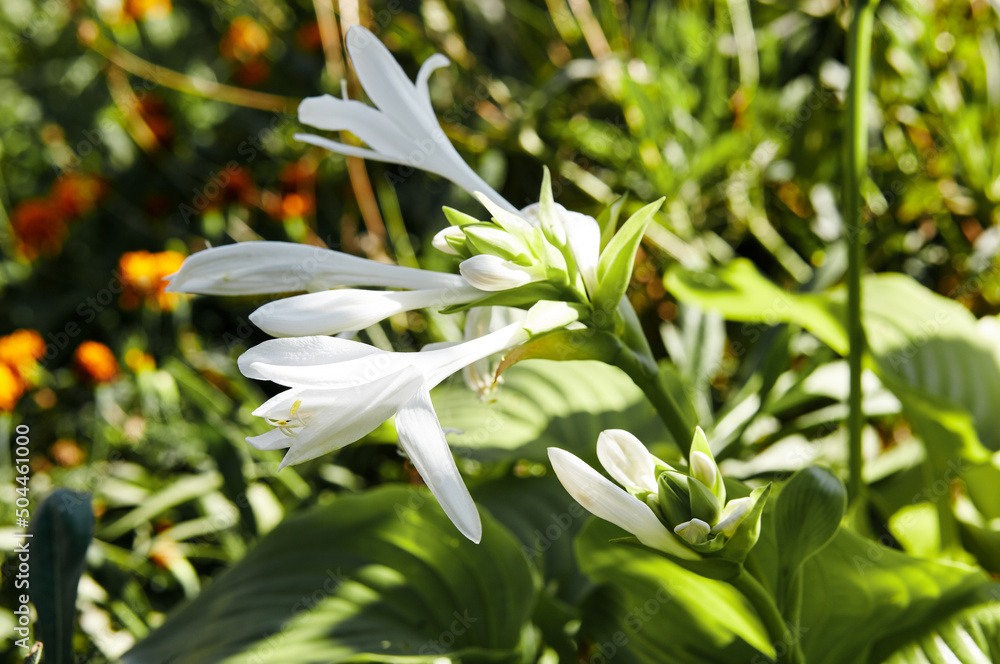 Fototapeta premium The flowering hosta bushes. Hosta - an ornamental plant for landscaping park and garden design. Family name Asparagaceae, Scientific name Hosta plantaginea