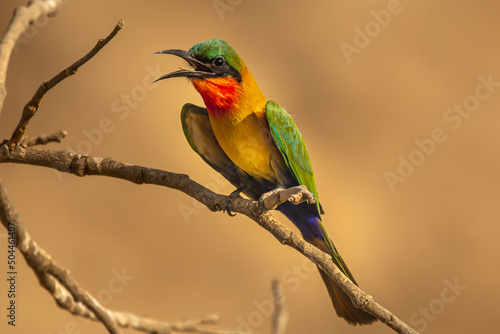 Fototapeta Colorful red-throated bee-eater - Merops bulocki - on perch with opened beak on dark yellow background