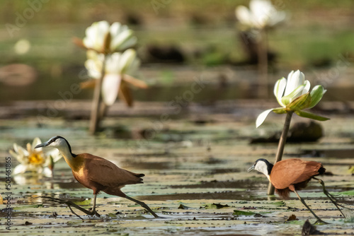 African jacanas - actophilornis africanus running on green water lilac veaves. Photo from the Gambia. photo