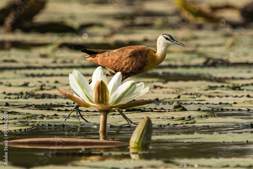 African jacana - Actophilornis africanus - walking on leaves of water lilac behind the flower. Picture from Janjabureh in the Gambia. photo