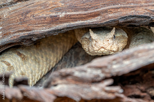 False Horned Viper or Persian horned viper (Pseudocerastes persicus) is a species of venomous vipers endemic to the Middle East and Asia