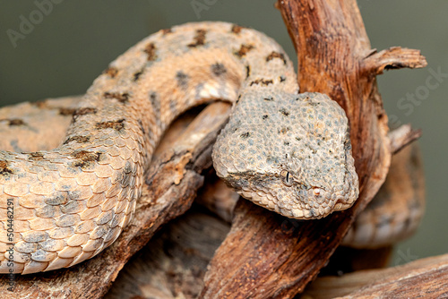False Horned Viper or Persian horned viper (Pseudocerastes persicus) is a species of venomous vipers endemic to the Middle East and Asia