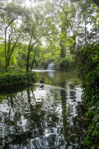 idyllic image of a pond surrounded by greenery with a black swan preening its wings in the center in el Capricho Park, Alameda de Osuna, Madrid