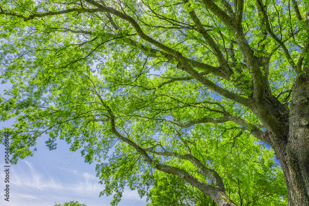 Fototapeta premium 新緑