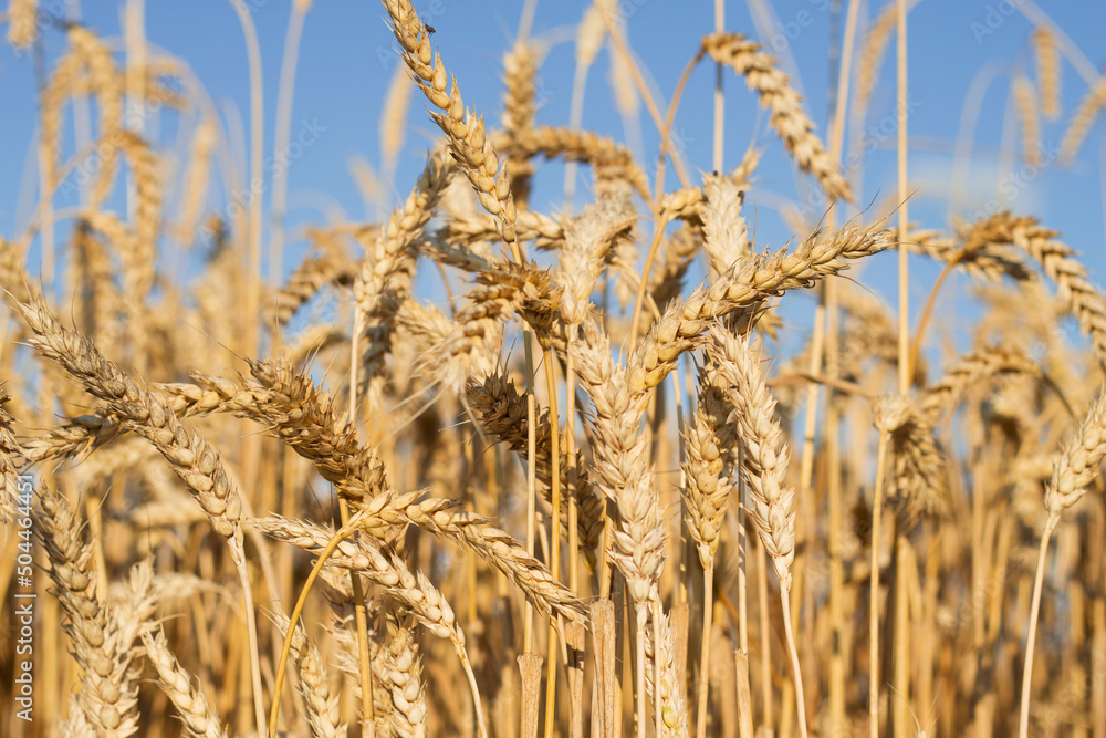 golden wheat field with close up in sunny day