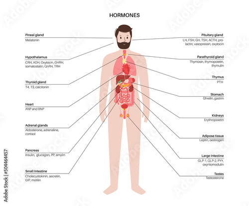 Hormones in human body