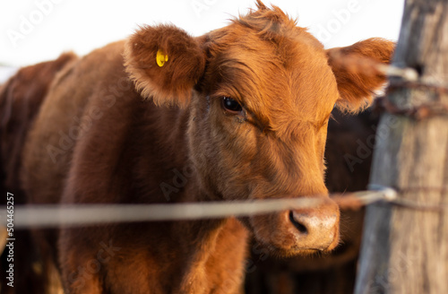 Head and Face of a Brown Cow in its Corral