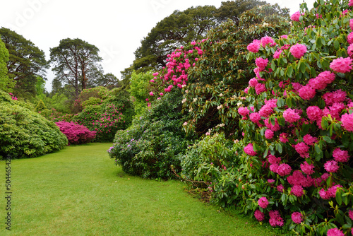 Beautiful azalea bushes blossoming in the gardens of Muckross House  furnished 19th-century mansion set among mountains and woodland  Ireland.
