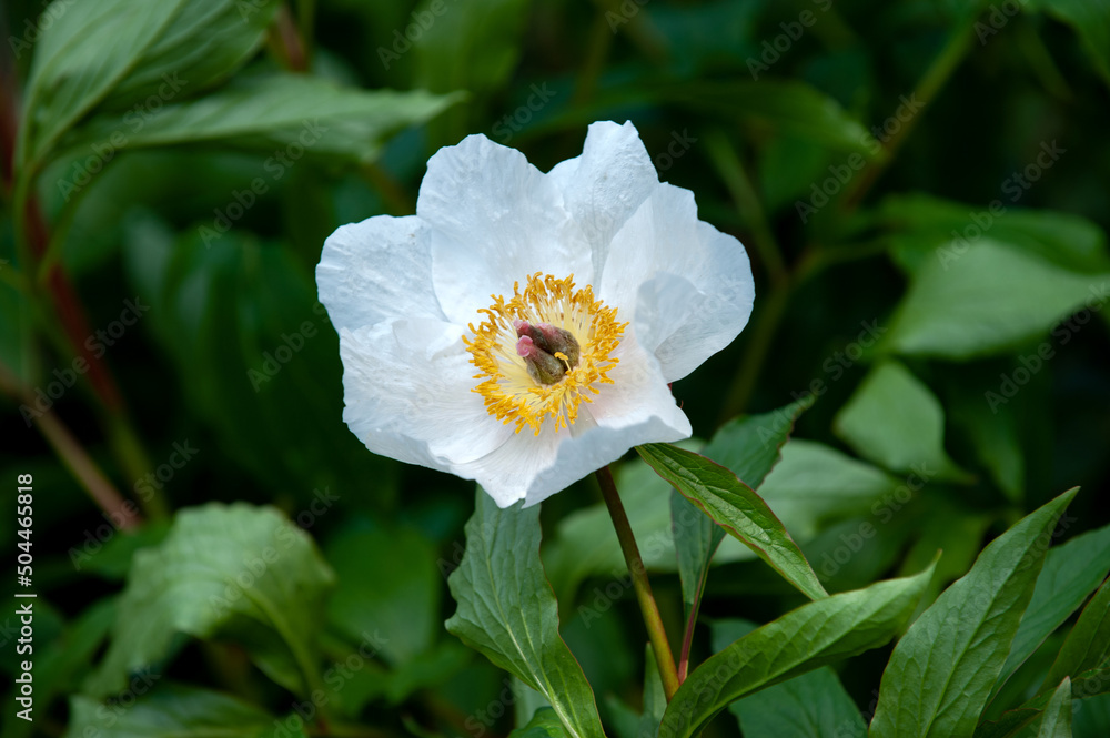 White peony blossom in the garden White peony blossom in the garden