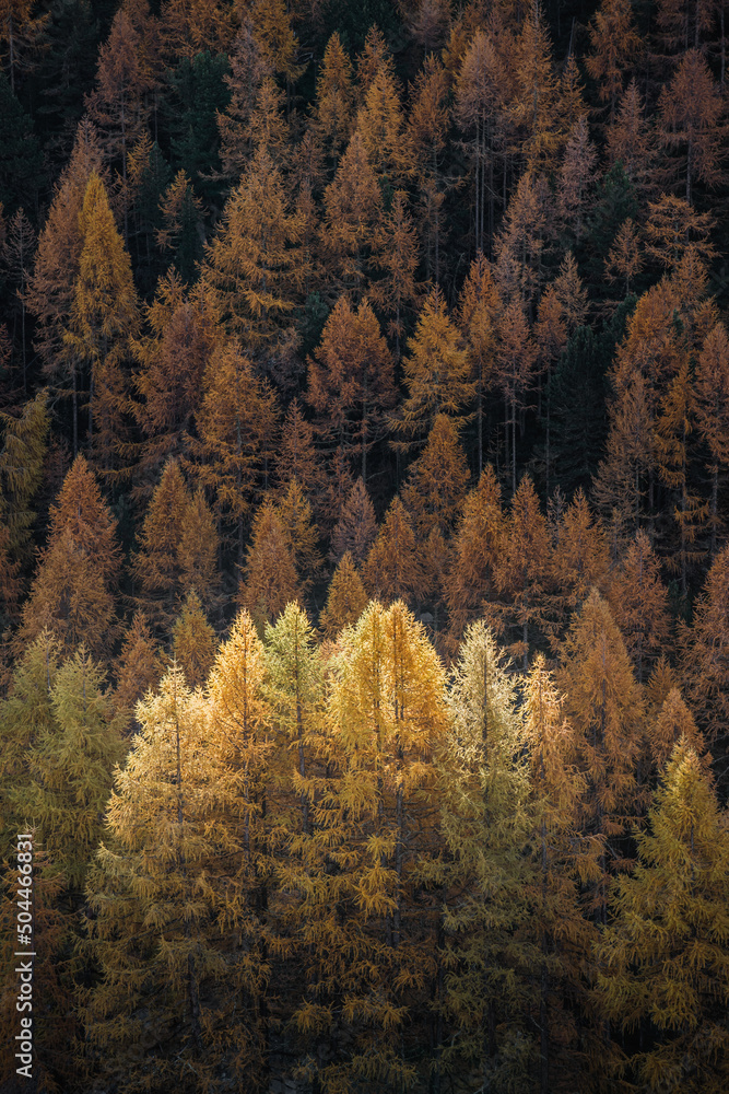 Golden larch forest Golden larch forest