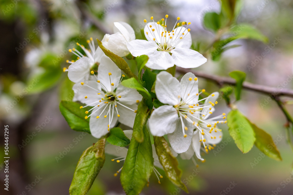Fototapeta premium abundant white flowers on a fruit tree pear