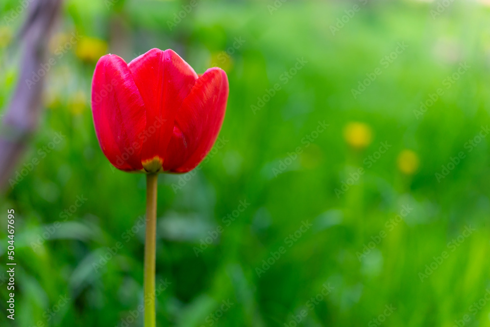Red blooming tulip on a green background Red blooming tulip on a green background