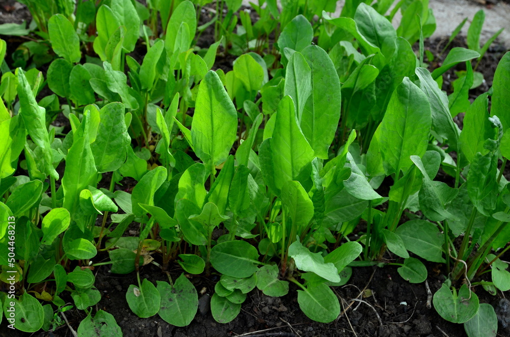 Sorrel is the main ingredient for making green borscht. Sorrel is the main ingredient for making green borscht.