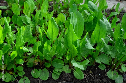 Sorrel is the main ingredient for making green borscht.