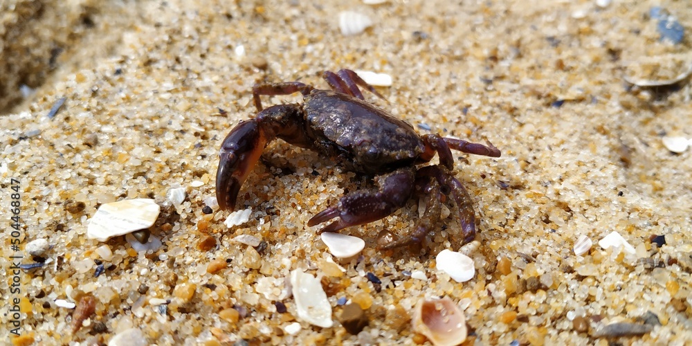 Black Sea crab on the beach of Odessa