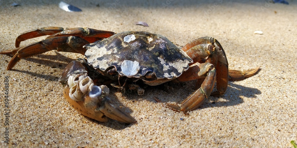 Black Sea crab on the beach of Odessa