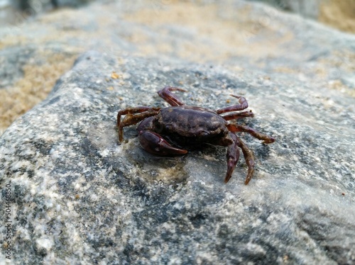 Black Sea crab on the beach of Odessa