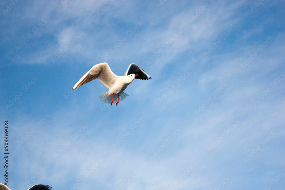 Obraz premium seagulls in flight