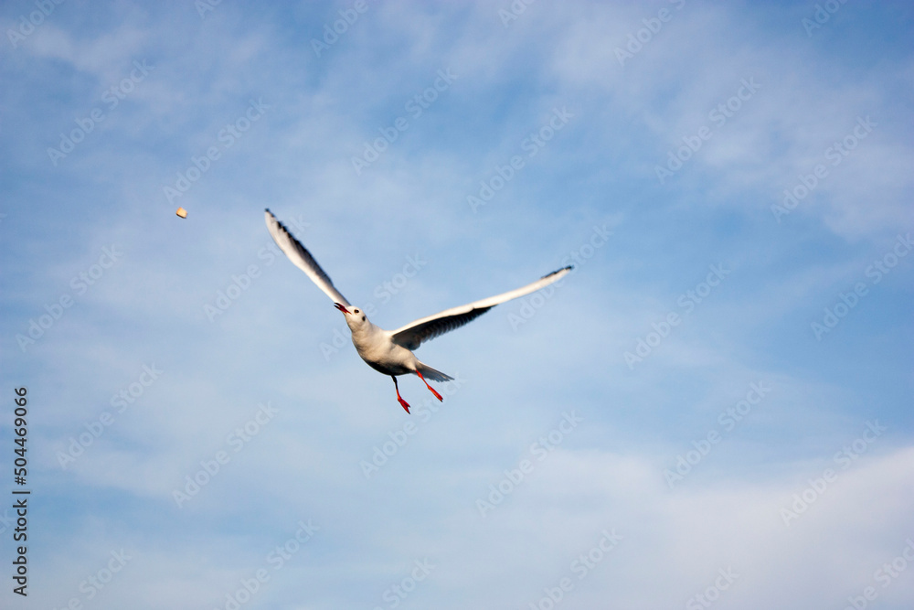 Fototapeta premium seagulls in flight
