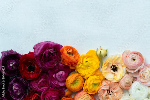 Ombre colored ranunculus
