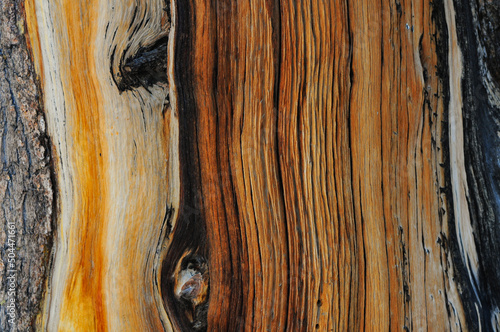 Fototapeta Close up of a trunk in the Ancient Bristlecone Pine Forest, Inyo National Forest