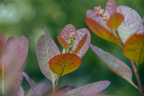 Leaves of skumpia. Photo of nature. photo