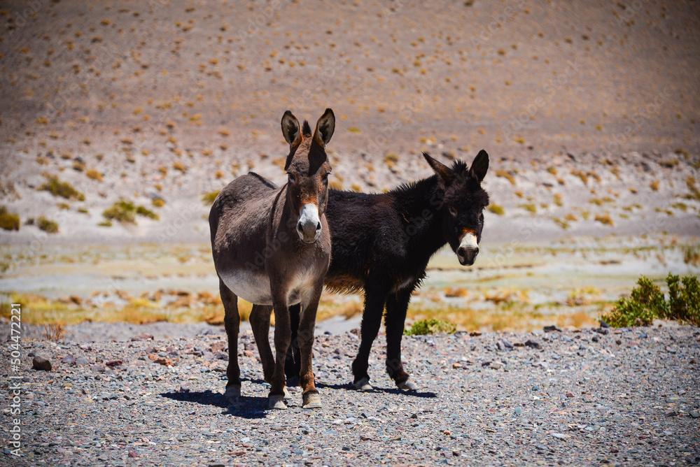 Wild donkeys in the remote Andean highlands on the way to the Paso de San Francisco mountain pass, Catamarca Province, Argentina