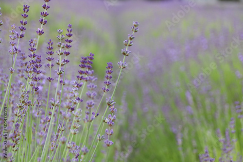 lavender fields 4