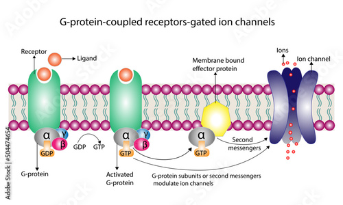 G protein coupled receptors gated ion channel. Structure of a G protein-coupled receptor (GPCR). Mechanism for the transport of ions. Cell membrane receptors for ligands bind.  vector illustration photo