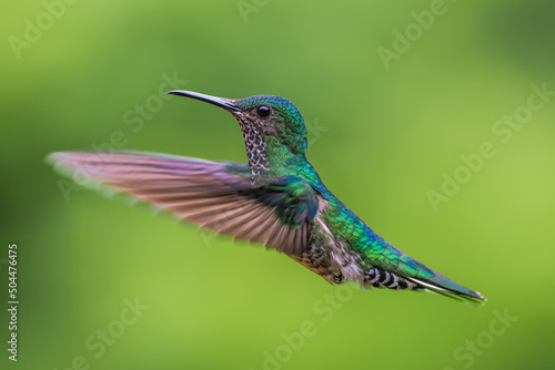 Close up of white necked jacobin flying female in air.  photo