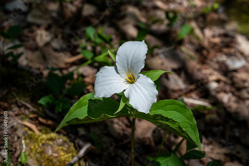 Trillium flower in Ontario