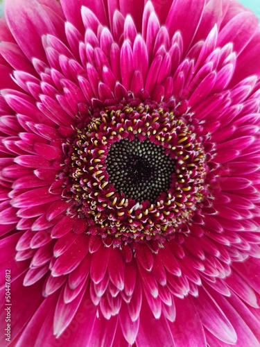 pink gerber daisy