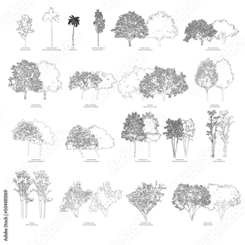 Vector trees with the common name and scientific name