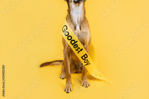 Pageant Sash Dog