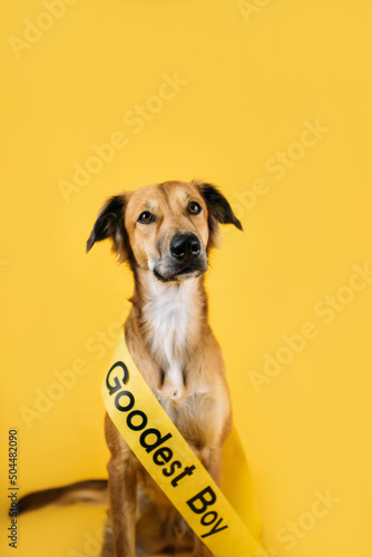 Pageant Sash Dog photo
